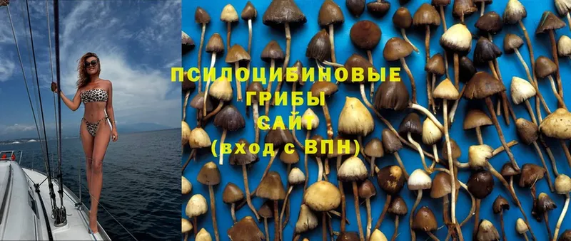 Галлюциногенные грибы Psilocybine cubensis Белокуриха